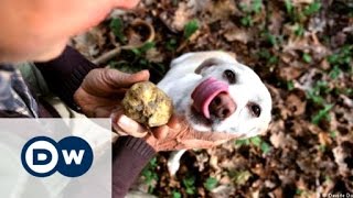 War over white truffles in Italy