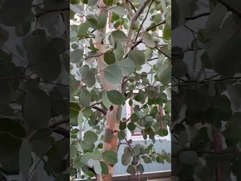 マグノリア植物アイデア花の日陰生垣庭そよ風ビュー バルコニー用の常緑低木