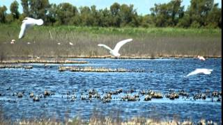 Francesco Guccini - Canzone delle domande consuete
