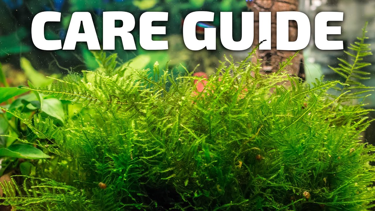 <h1 class=title>How to Care for Java Moss - Perfect Plant for Breeding Fish</h1>