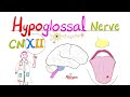 Hypoglossal Nerve The 12th Cranial Nerve CN XII Neuroanatomy