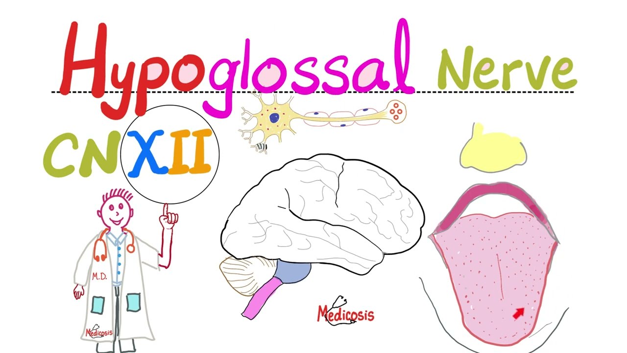 Hypoglossal Nerve - The 12th Cranial Nerve (CN XII) - Neuroanatomy