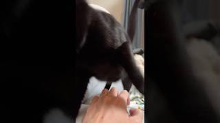 【黒猫】少しでも動く物は標的