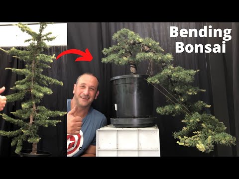 Bending bonsai - from straight tree to cascade bonsai - Cedar - How to bend long big branches