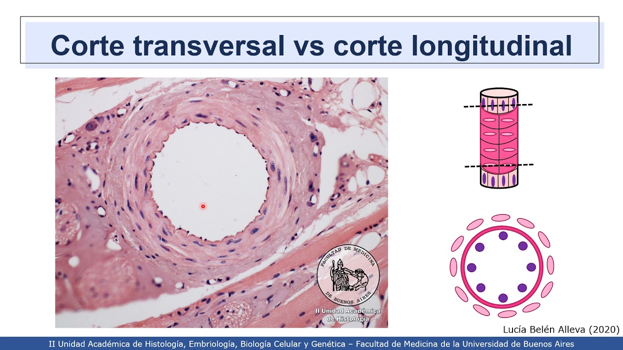 VIDEHISTO #18 | Sistema cardiovascular - Vasos sanguíneos