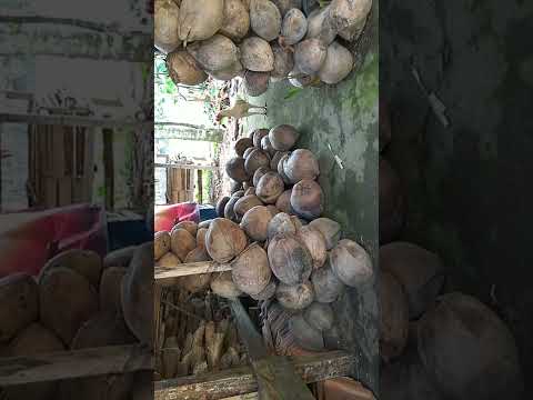 di jual kelapa tua bagus dari pohon sdh tua seharga perbutir Rp 5000, hubungi 081212871199 segera
