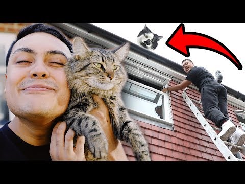 my cat got stuck on the roof