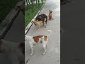 The Season Of Sex Dogs And Otters Animals