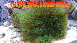 How to setup a Fluval SPEC 3 Reef tank,