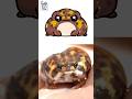 Cute Rain Frog How To Draw Rain Frog Very Easy ️ Cr Pampermoony