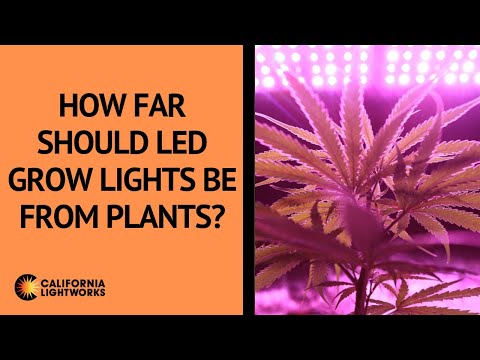 download lagu mp3 mp4 Led Distance From Plant, download lagu Led Distance From Plant gratis, unduh video klip Led Distance From Plant