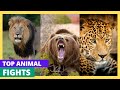 Top 10 Animal Fights | Top 10 Most Criminally Misunderstood Animals  #top10animals