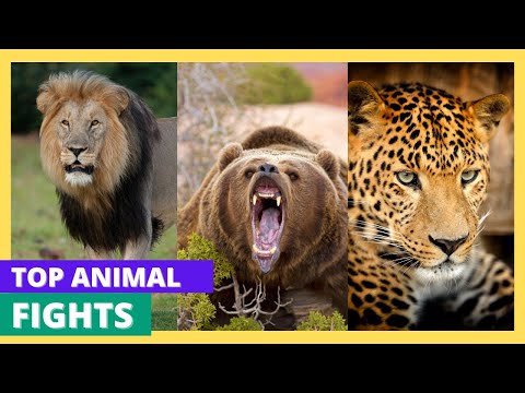 Top 10 Animal Fights | Top 10 Most Criminally Misunderstood Animals  
