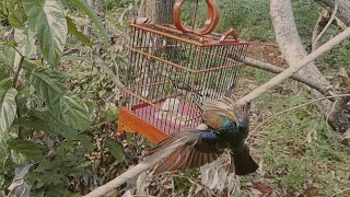 Download lagu Pikat kolibri manggar pakai jontrot sogon‼️ mp3