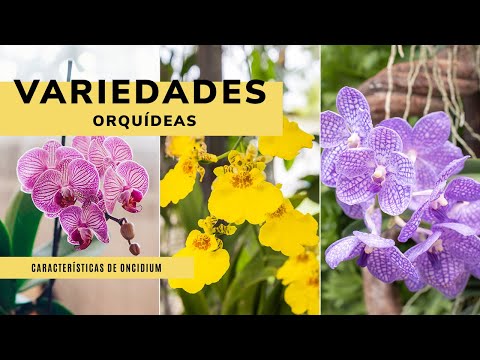 , title : '3 VARIEDADES de ORQUÍDEAS 🌺 Características, cuidados y plantación del Oncidium 👩‍🌾 Jardinatis'