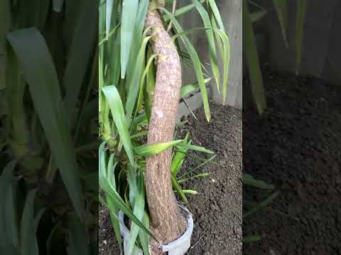 屋外のユッカを維持するにはどうすればよいですか?魔法の開花のチュートリアル!  庭園