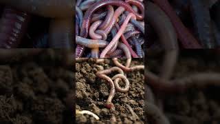 Download lagu cacing tanah tidak ada yang jantan dan betina #faktahewan #faktaunik #shorts mp3