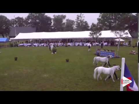 Senior Mares Championship