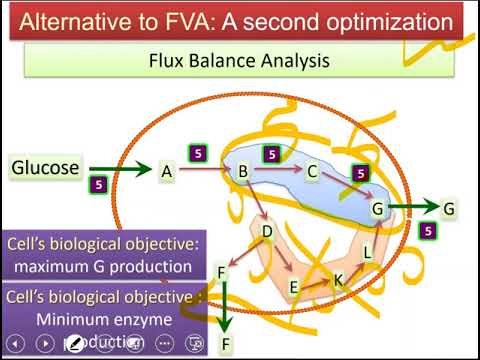 Lecture 5.3 - Minimization of Enzyme Usage | Genome Scale Metabolic Models