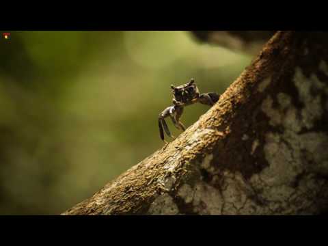 sourav mandal tale of the...