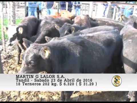 23-04-16 Venta de Machos - Martin G. Lalor S.A. - Tandil.