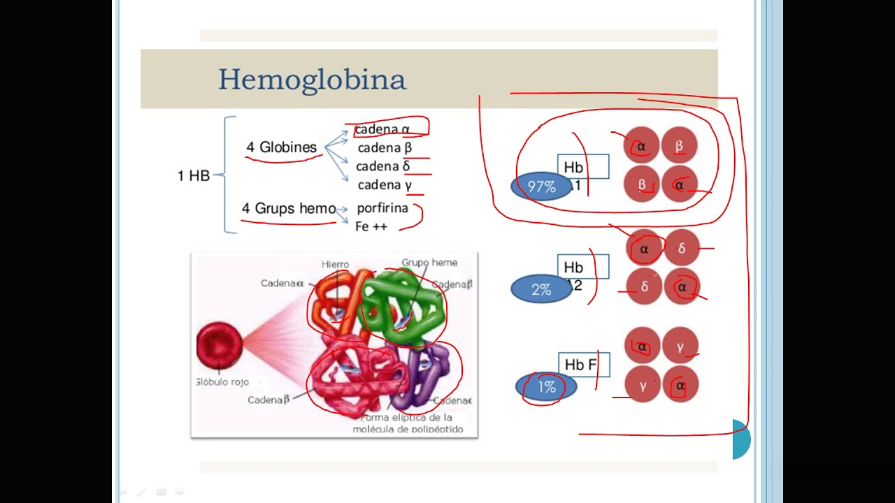 Eletroforese de Hemoglobina
