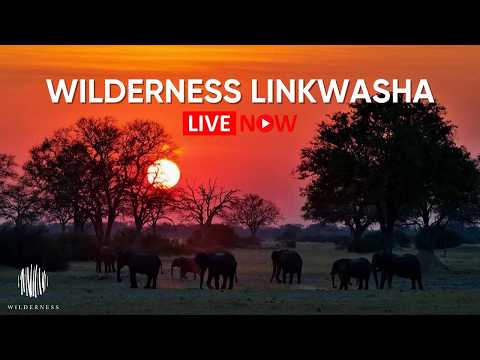 Wilderness Linkwasha LIVE WebCam - Hwange Waterhole 24/7 Wildlife Stream