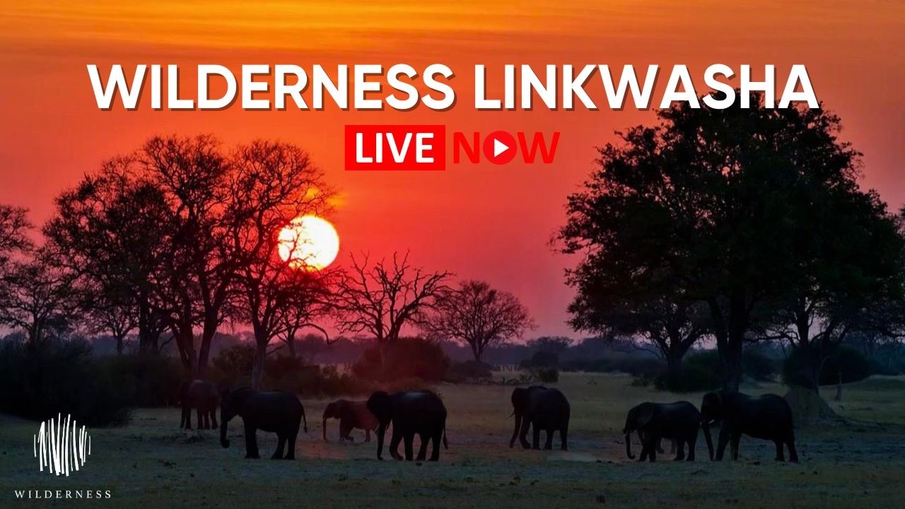 Wilderness Linkwasha LIVE Cam | Hwange Waterhole 24/7 Wildlife Stream