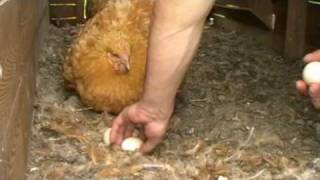 preview picture of video 'Fabrication d'un oeuf de poule'