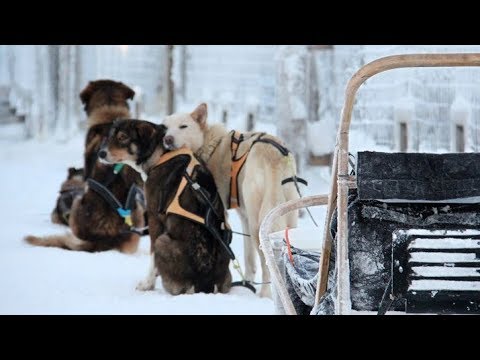Swedish Lapland (Pinetree Lodge)