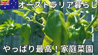 【オーストラリア暮らし】家庭菜園｜一人ランチ｜冷たいそば｜ブリスベン在住｜50代主婦vlog
