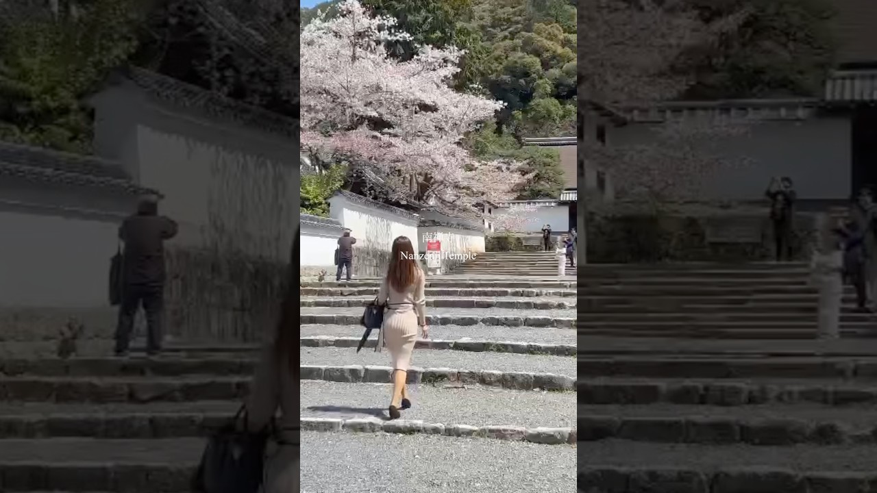 京都の桜が満開美しき日本#京都 #桜 #50代