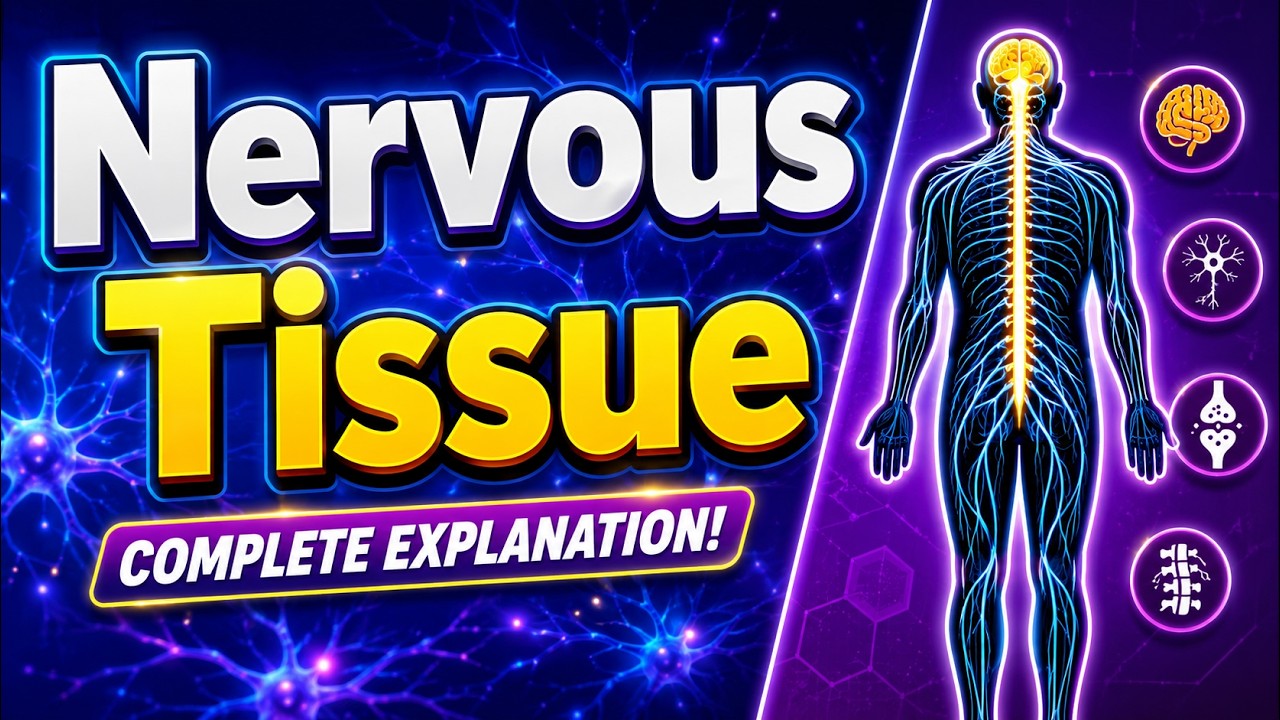 Nervous Tissue | Types of Neurons | Biology | Science | Letstute