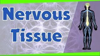 Nervous Tissue | Types of Neurons | Biology | Science | Letstute