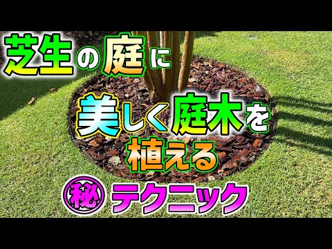 芝生の上で木灰を使用するにはどうすればよいですか?彼らの利点は何ですか?  庭園