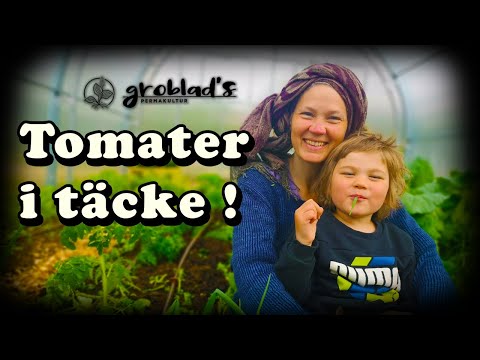 Ett nytt sätt att plantera tomater - Det blev bra!