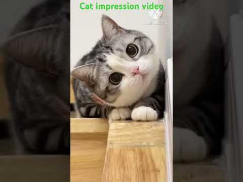 cat preparation#trending #shortvideos #shortsviral #cats #love #videos