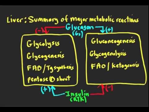 Schneid Guide to Ketogenesis and Ketolysis