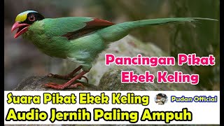 Download lagu SUARA PIKAT - PANCINGAN SUARA PIKAT BURUNG EKEK KELING SUARA JERNIH DIJAMIN AMPUH mp3 Download lagu SUARA PIKAT - PANCINGAN SUARA PIKAT BURUNG EKEK KELING SUARA JERNIH DIJAMIN AMPUH mp3
