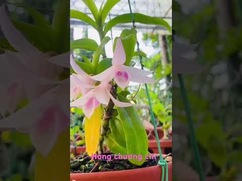 Hồng chương chi #compras