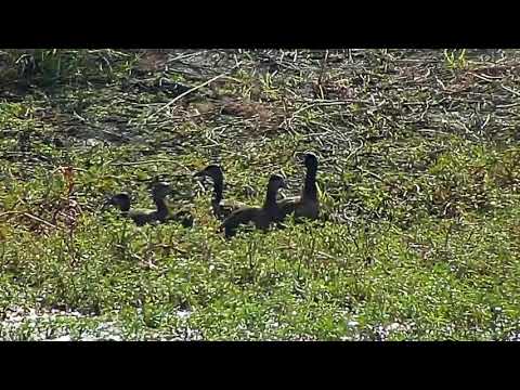 Djuma: White-faced Whistling Ducks and Grey Heron - 09:37 - 05/06/21