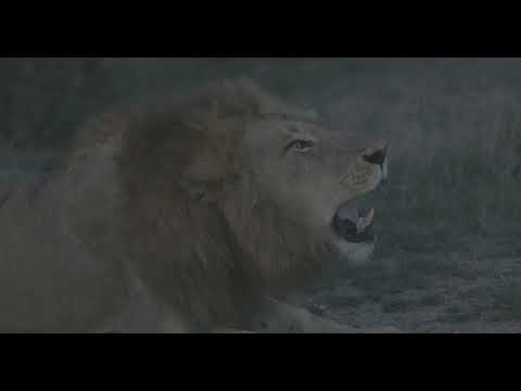 4K Lion Roar | South Africa Safari