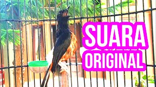 Download lagu Suara original murai batu ini 100% AMPUH untuk pemikat murai anda mp3 Download lagu Suara original murai batu ini 100% AMPUH untuk pemikat murai anda mp3