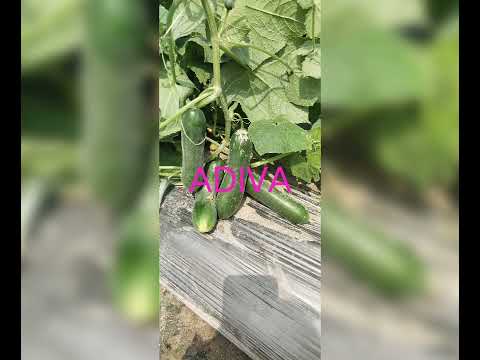 Tropica Seed's Hybrid Cucumber ADIVA