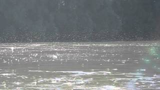 preview picture of video 'The Tisa Mayfly (Palingenia longicauda) - Cvetanje Tise 2012.AVI'