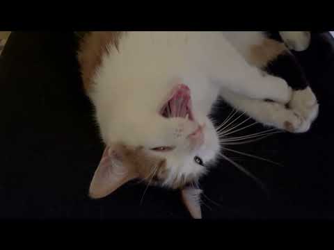 Sleepy time cat yawns