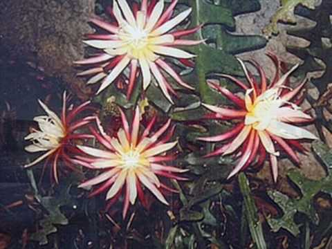 AO AMIGO DISTANTE..wmv