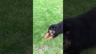 Video preview image #1 Tibetan Mastiff Puppy For Sale in SHEFFIELD LAKE, OH, USA