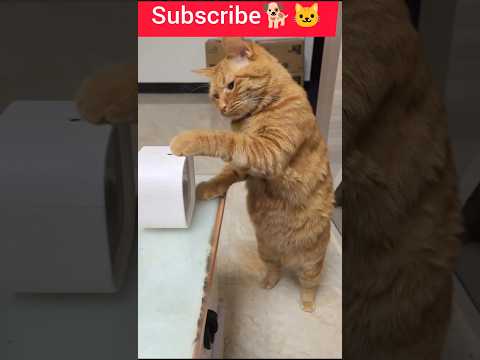 🤣Top moments cat funny you will love🥰 #shortsCats being cats 🤣🤣 #funny #catshorts #cat#dogs#funny