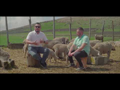 ESQUILEO DE LA OVEJA